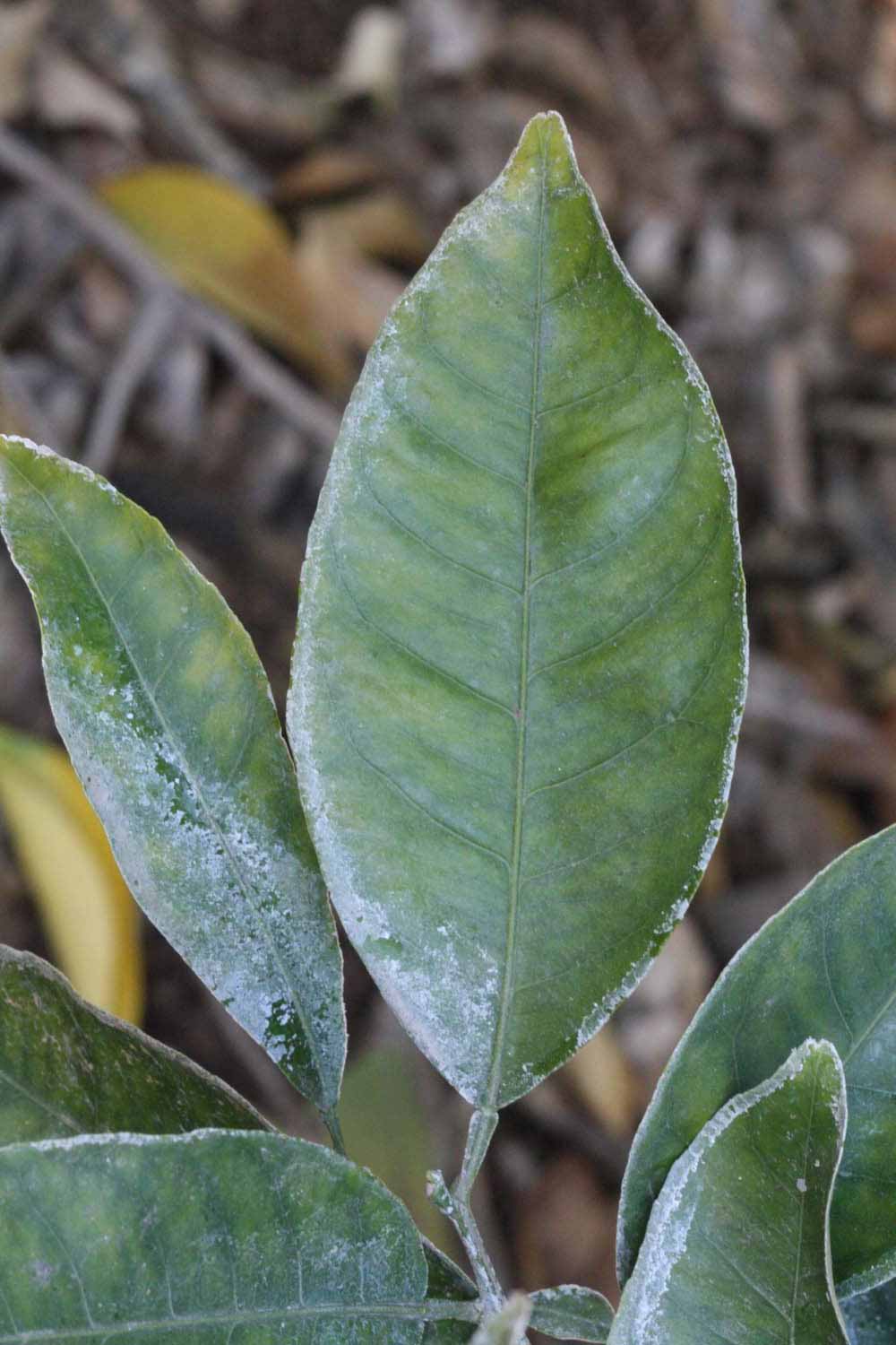              Unifoliolate leaf (Riverside, CA)       